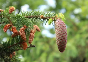 Damit sich Bäume von einer Trockenheit wieder erholen können, brauchen sie rechtzeitig Regen. Sonst droht das Absterben. (Bild Jarmila / Pixabay)