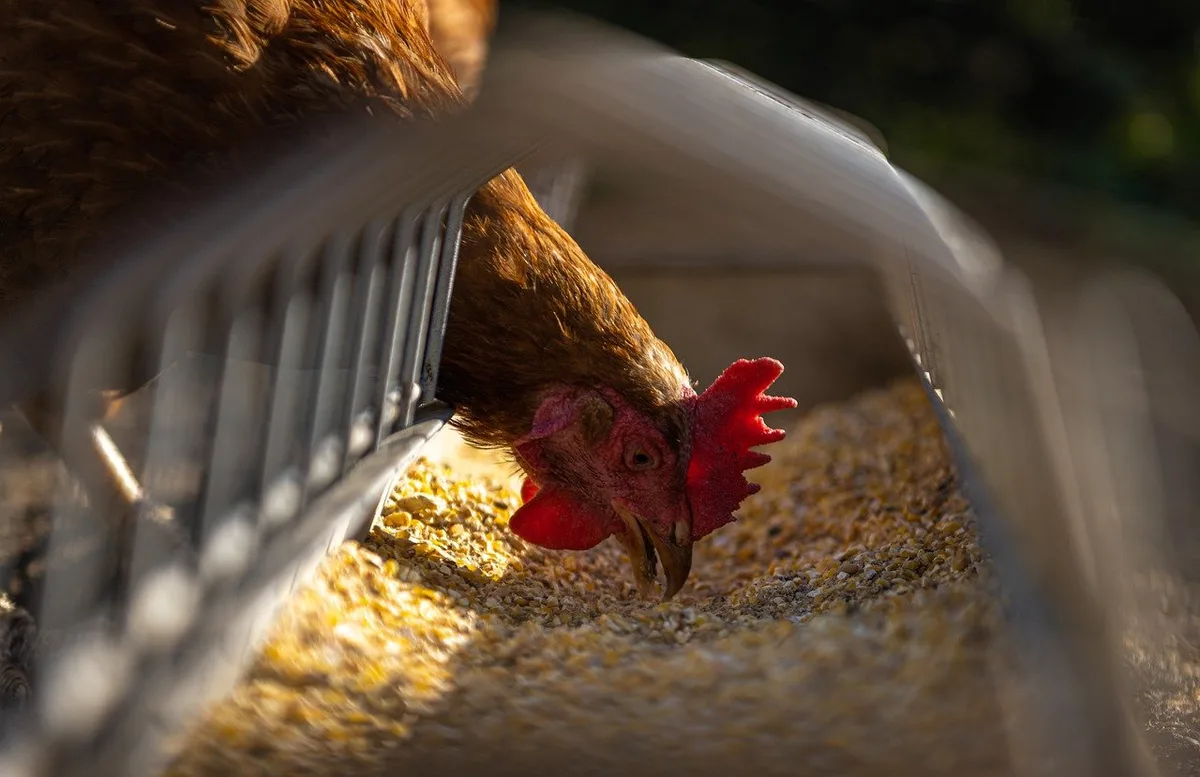 12289c60c25aa6ee117f5ffc3457761bd21210ed Zur Prävention der Vogelgrippe-Übertragung durch Wildvögel auf Nutzgeflügel ist es besonders wichtig, dass Hühner und Truten in einem geschlossenen, für wilde Vögel unzugänglichen Stall gefüttert und getränkt werden. (Bild Andreas Goellner/Pixabay)