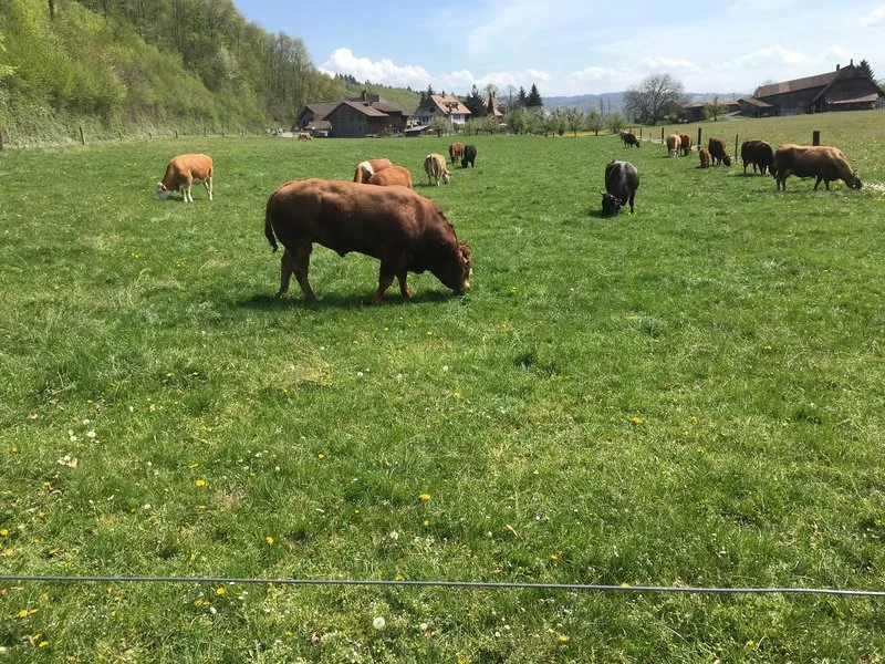 2b36855f44be2cde1c6595bf6b8785c5d8f441fe Die genomische Selektion ist nicht nur für Stiere ein Thema, sondern auch für weibliche Tiere. (Symbolbild jsc)