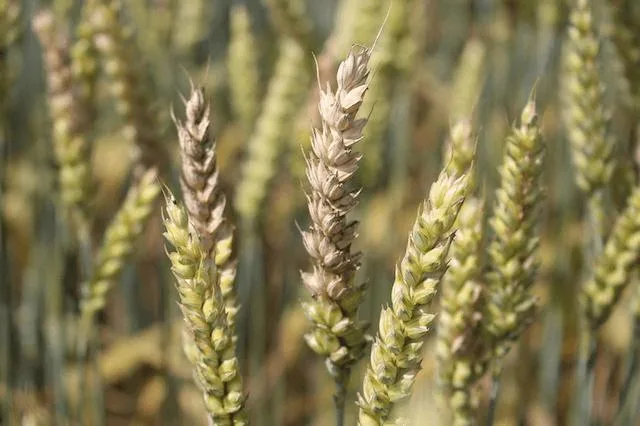 b8f016d9c9931c285124604a06dbfb188df0fcec Symptome auf Weizenähren nach Befall mit Fusarien. Da der Pilz gefährliche Giftstoffe produziert, ist seine Bekämpfung wichtig. (Bild zVg)