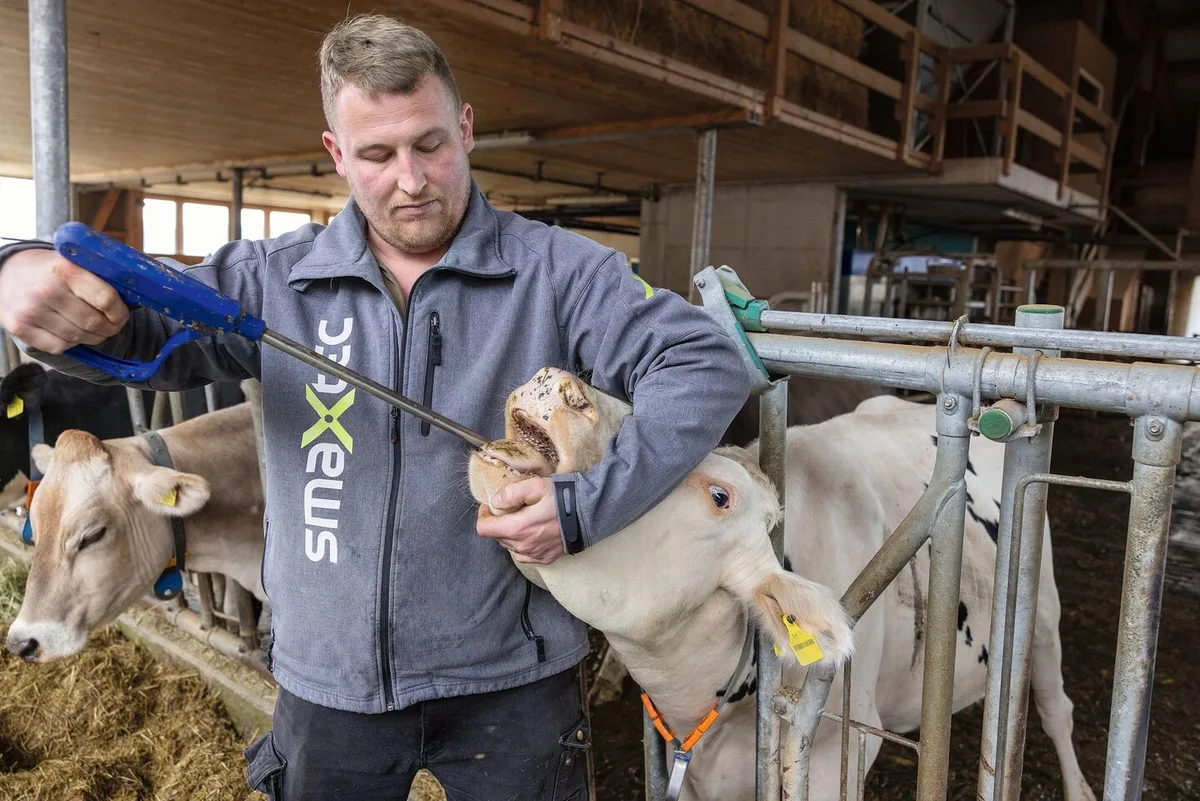 3990ad63ad4fcd45d148d4d2fd8e62070003c19eca51c7b348a9971ba0ae0205 Tobias Wehnert hält in der rechten Hand den Bolus-Eingeber, während er mit der linken Hand die Kuh dazu bringt, das Maul zu öffnen.