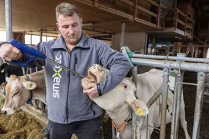 Sobald die Kühe das erste Mal gekalbt haben, verabreicht Tobias Wehnert ihnen einen Bolus. Dieser sendet aus dem Kuhmagen heraus Daten, die einen Überblick zu Gesundheit und Fruchtbarkeit ermöglichen.