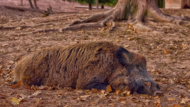 Pläne der Region Toskana, 250'000 der Tiere zu töten, hatten in den vergangenen Jahren für heftige Proteste gesorgt. (Bild Pixabay)