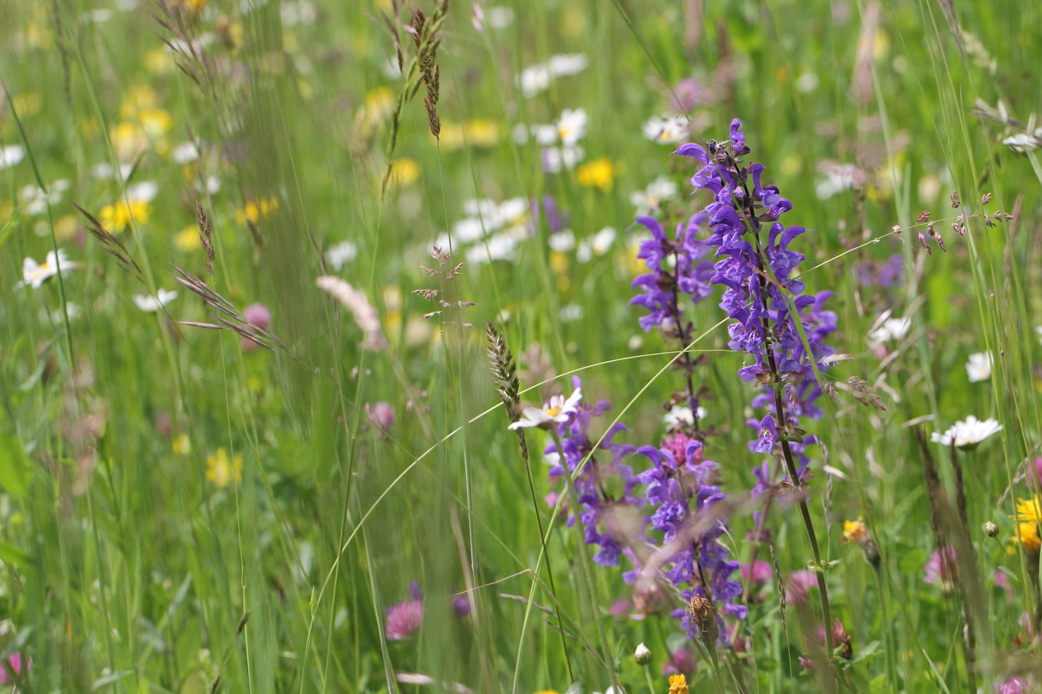 Biodiversität hat auch ihren Platz in Städten und auf Privatland