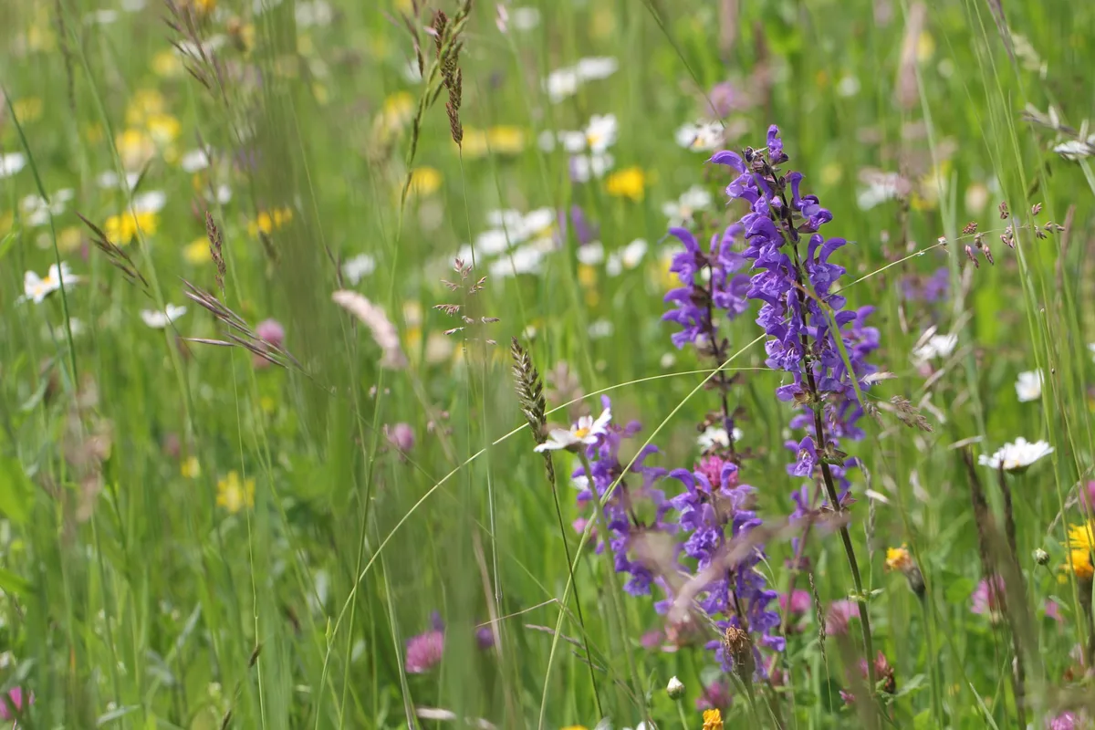 IMG_6886_48_ Biodiversität hat auch ihren Platz in Städten und auf Privatland