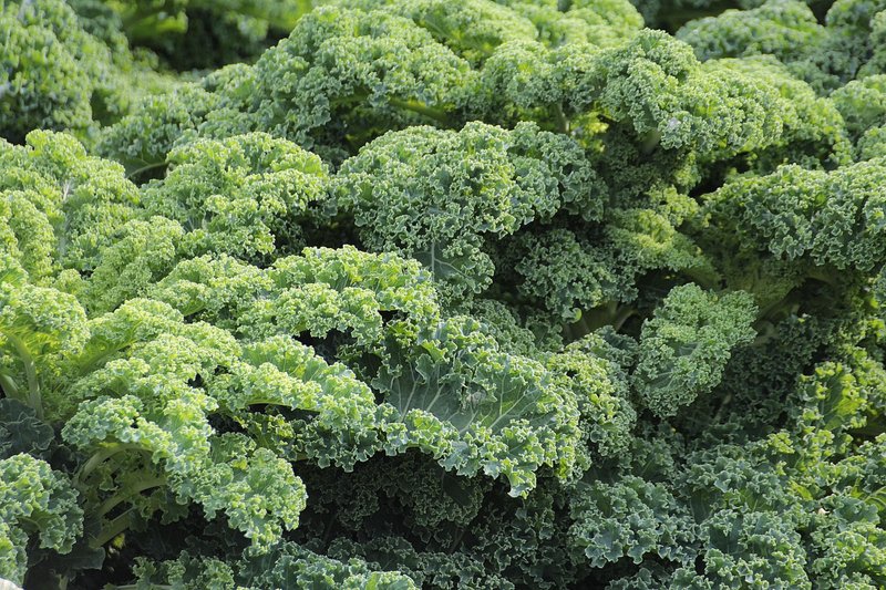 ederkohl oder Kale ist zum Trendprodukt geworden. (Bild pd)