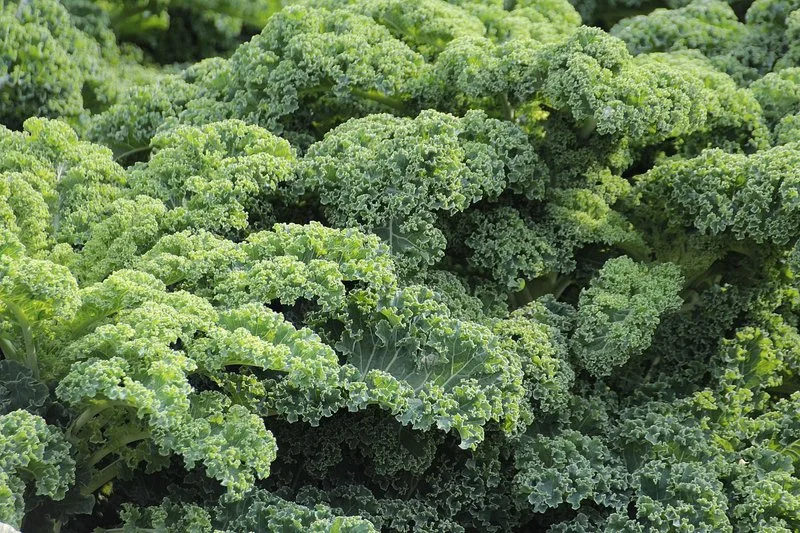 4bcd9d550639fcfd6181f0181d350c9b98b2d942 ederkohl oder Kale ist zum Trendprodukt geworden. (Bild pd)