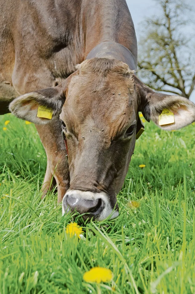 6e04f1cfbb25c3d57644ea30bd7624b22a5a0925 Die Schweizer Kuh soll künftig nicht nur vom grünen Teppich fressen, sondern auch möglichst lang leben. (Bild Andrea Gysin)