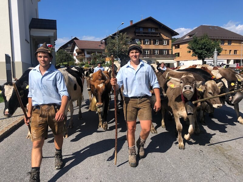 Florian Feuerstein (Mitte) und sein Freund Manuel führen die Gruppe der Rinder an. (Bild Jasmine Baumann)