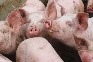 Gerüche aus der Tierhaltung lassen sich nicht vollständig verhindern, aber mit sinnvollen Massnahmen reduzieren.