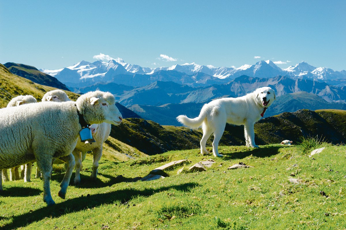 Massnahmen zum Schutz der Nutztiere, wie hier jene eines Herdenschutzhundes, sind teuer und benötigen Zeit. Bei einem Wolfsangriff reichen sie zudem häufig nicht aus.(Bild Aline Küenzi)