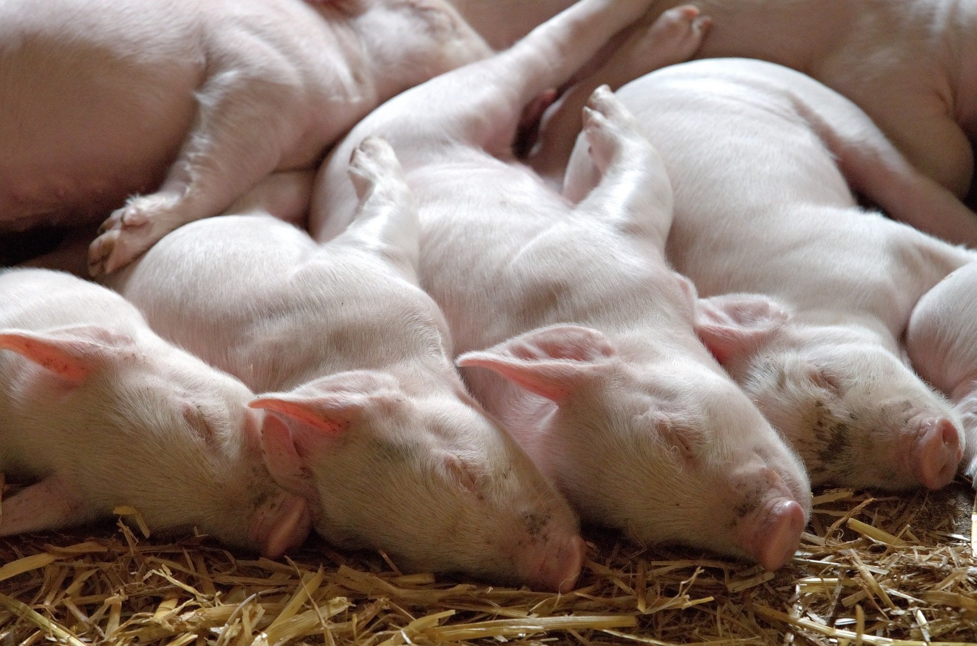 Plattform «Schwein»: Hier finden sich alle Informationen rund um die Schweineproduktion