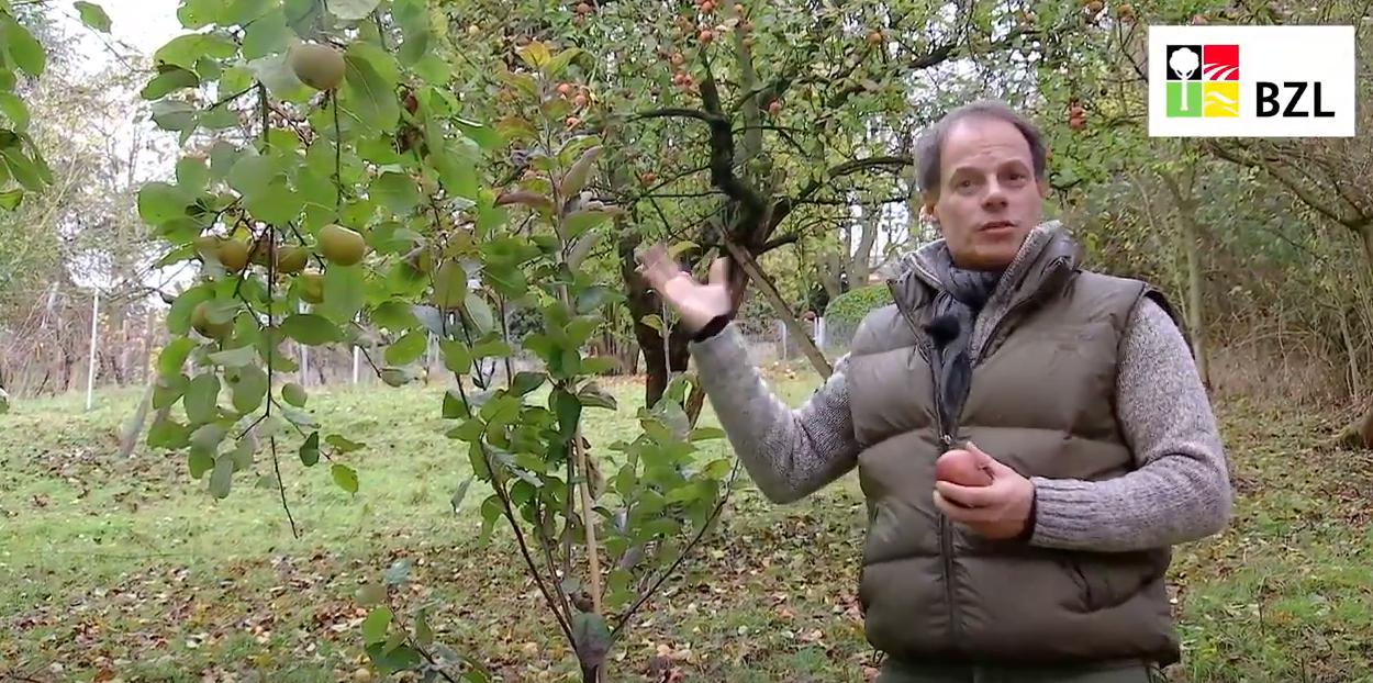 Video: So schneidet man Obstbäume richtig