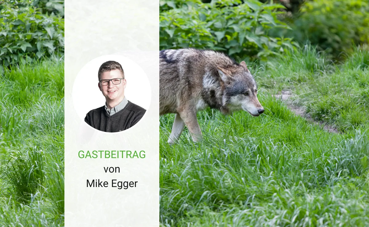 Artikel_Gastbeitrag_BauZ_EggerWolf Wolfsregulierung – viele Worte, zu wenig Taten