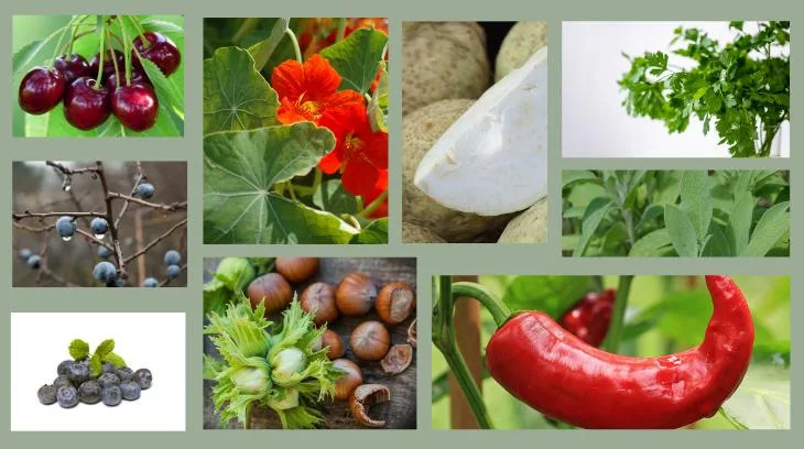 99033b4abb824f794ab206efa6f32b2d8b32b97a Im Garten oder auf dem Balkon lässt sich allerhand pflanzen. Je nach Geschmack und Umgebung kann man aus einer grossen Palette auswählen. (Bilder Pixabay)