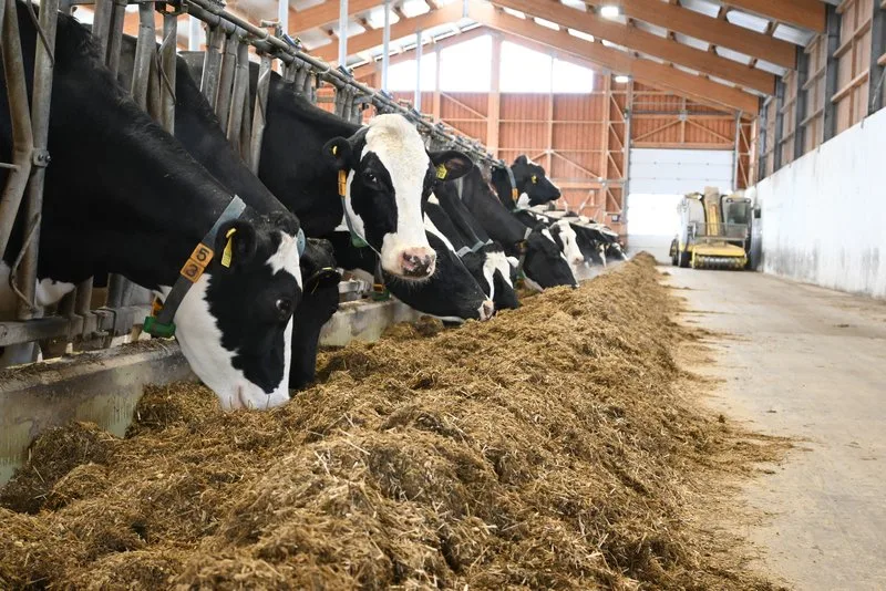 3dec8f20322e44ac877dc0a1e8e18a53de2656f4 Proteinreicher Maiskleber soll für Milchviehfütterung ab 2024 nur noch aus zertifiziertem Anbau stammen, schreiben die SMP. (Symbolbild BauZ)