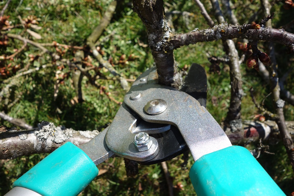 Im Kanton Zug griff eine Gärtnerin illegal zur Baumschere. (Symbolbild Pixabay)