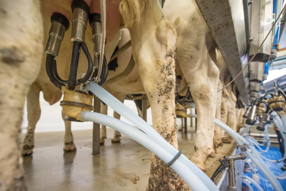 Was bei einer B-Milch-Freiwilligkeit aus der Segmentierung werden würde, scheint nicht ganz klar zu sein. (Bild Pixabay)