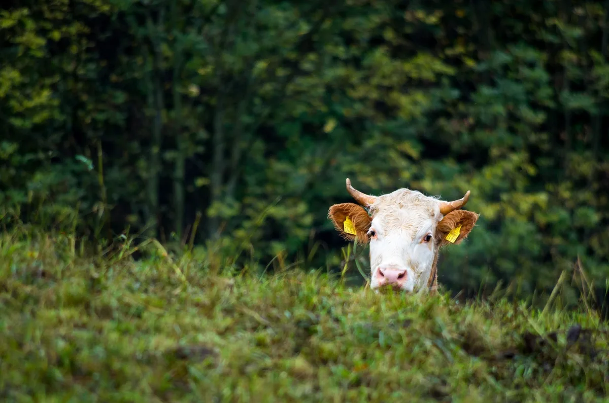 e364f9e3d73f5d0dd74d8427be8e500887552320 Neben neuen Kennzahlen finden sich auf der Plattform Tierstatistik auch Zahlen zu dem Lebend- und Schlachtgewicht von Rindern. (Foto: Identitas)