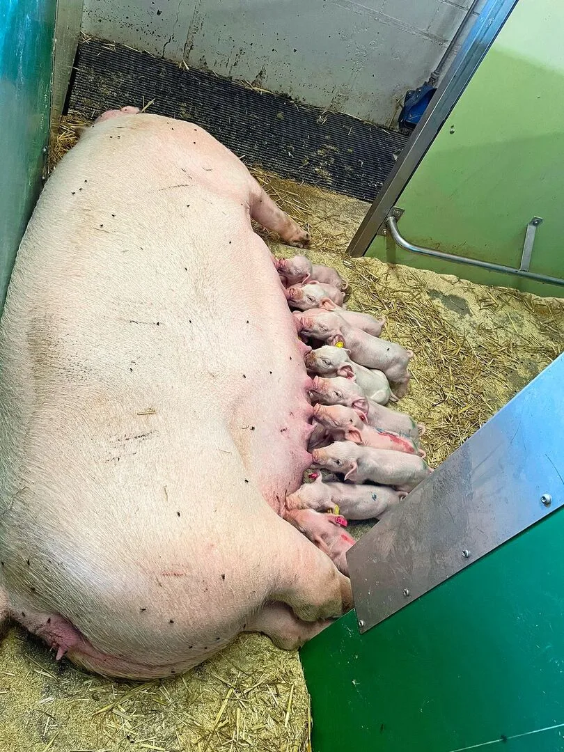 284f2fda997770a97c157e82fdb6a02c0d332ec7f89a0b2c703f047cdeba2838 Eine Sau säugt ihre Ferkel im Stall.