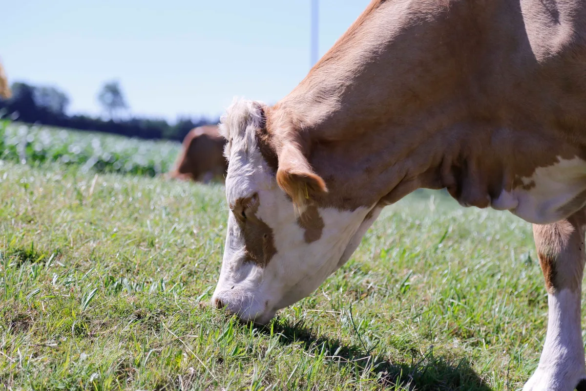 Die Schweiz ist frei von 28 Tierseuchen