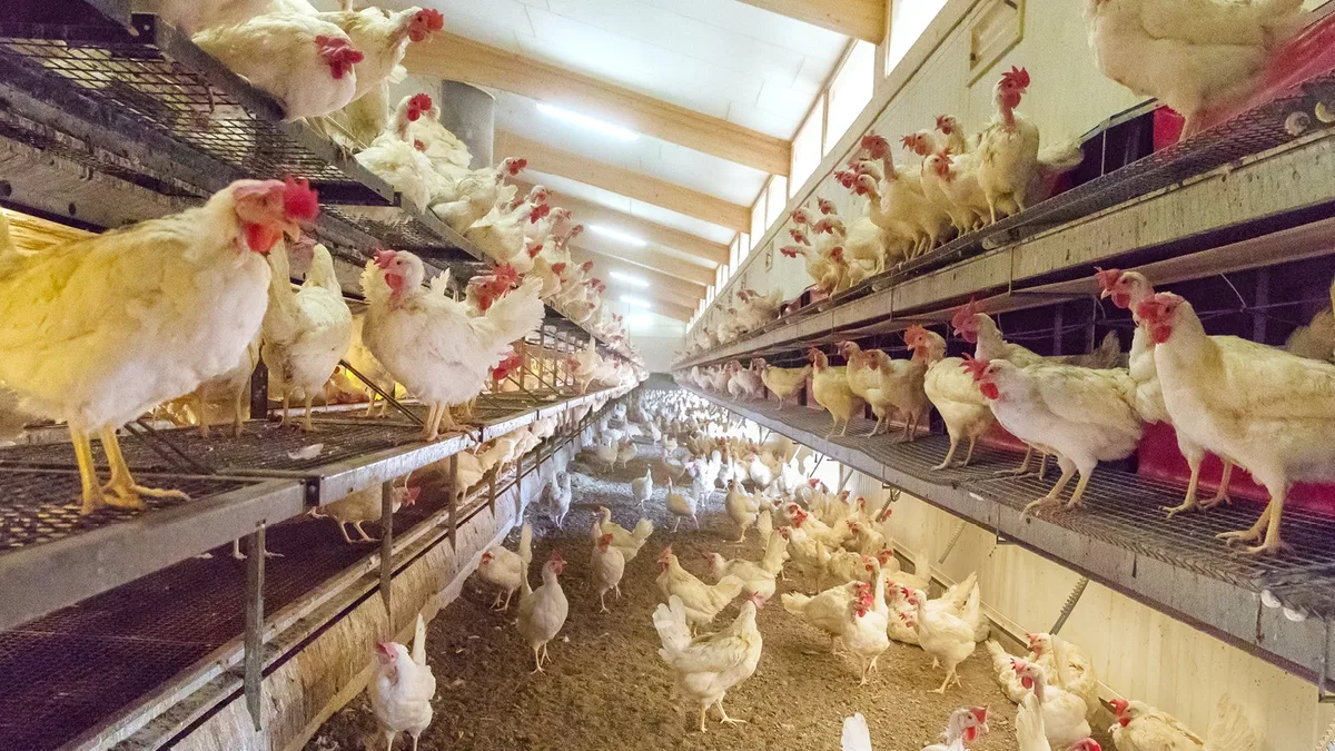 legehennen_galloSuisse «Die Schweizer Nutztierhaltung wird an den Pranger gestellt und vorverurteilt»