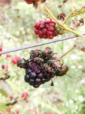 Wie an dieser Brombeere zu erkennen ist, fressen die Japankäfer gerne in Gruppen und richten so erheblichen Schaden an.