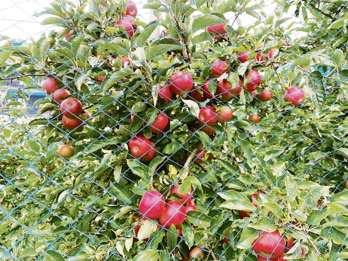 Äpfel brauchen Schutz. Auch deswegen werden «Gebiete mit geringer Prävalenz» ausgeschieden, um den Feuerbrand in Griff zu halten.(Bild Josef Scherer)