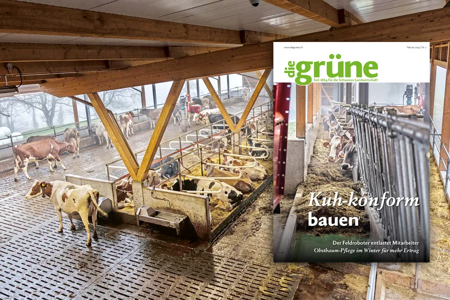DG_24_02_3zu2_Titelbild «die grüne» im Februar 2024 – Kuh-konform bauen