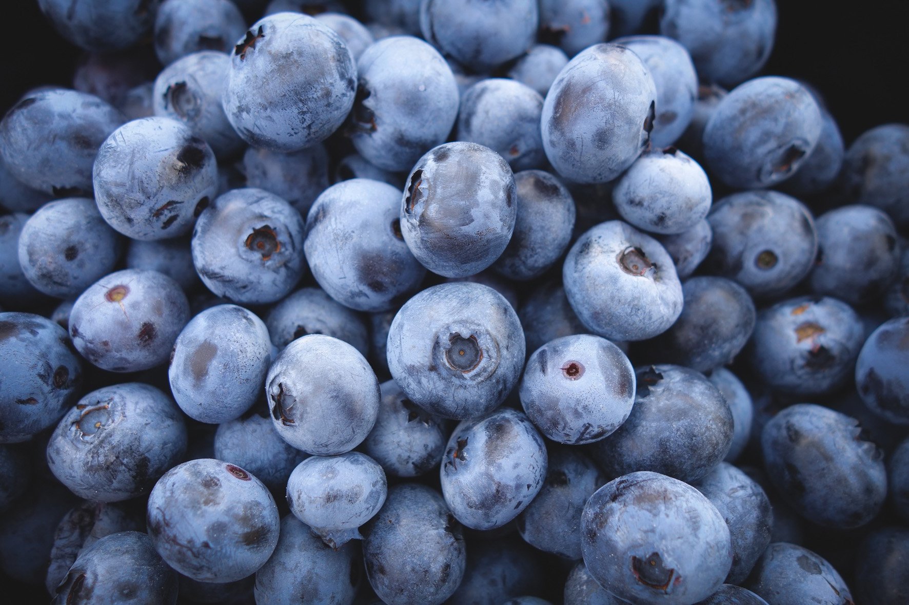 Heidelbeeren erleben einen Aufschwung. (Bild pd)