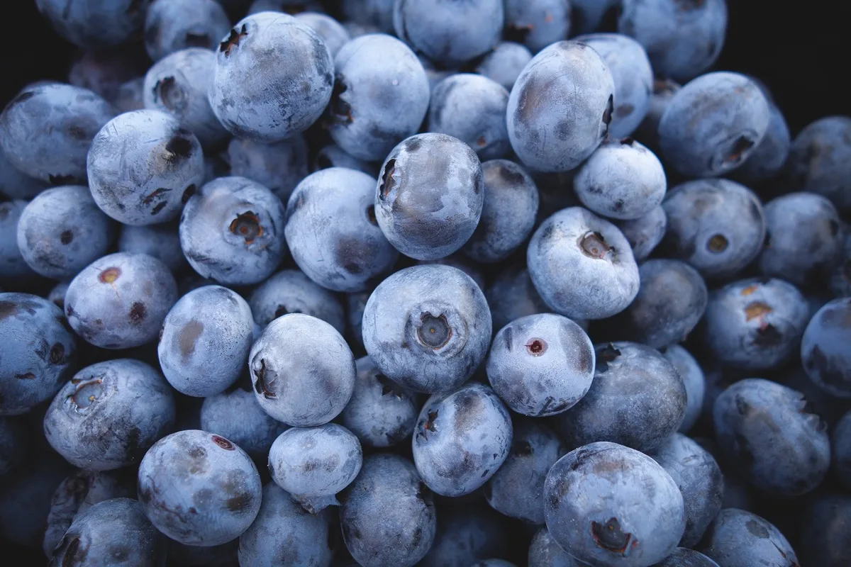5664b57598e55a7636d80a2b7b9e6d459b4daa46 Heidelbeeren erleben einen Aufschwung. (Bild pd)