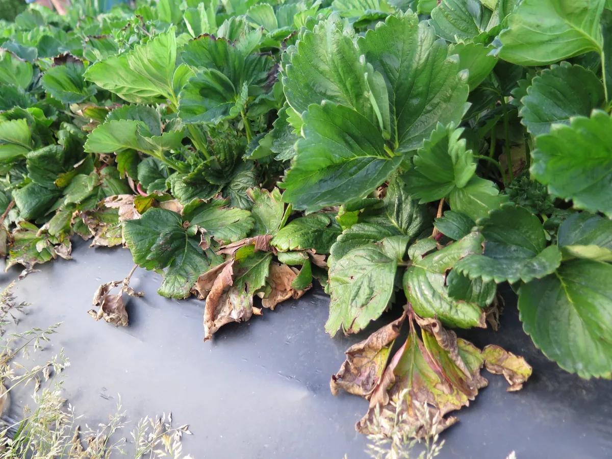 79d4734c72858c0789d463a4f768523568985195 Spätestens jetzt sollte vertrocknetes Laub an den Erdbeeren entfernt werden, um Pilzinfektionen vorzubeugen. (Bilder Inforama Oeschberg)