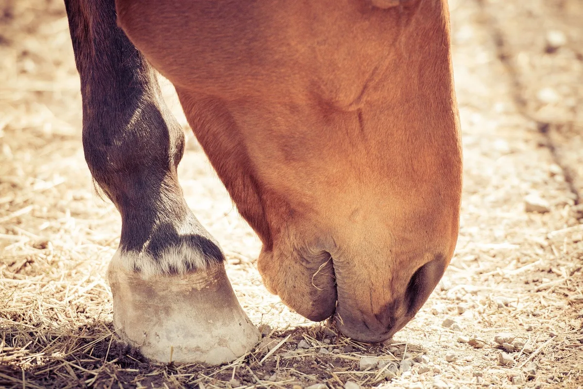 pferd_boden_petra Der mutmassliche Tierquäler von Hefenhofen kommt vor Gericht