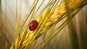 Dank der Änderung des Bilanzstichtags wird IP-Suisse im November wieder eine «normale» DV mit physischer Anwesenheit der Delegierten durchführen können. (Symbolbild Pixabay)