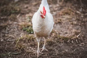 Nach einem nachgewiesenen Ausbruch werden rund um den betroffenen Betrieb Zonen mit besonderen Vorschriften eingerichtet.