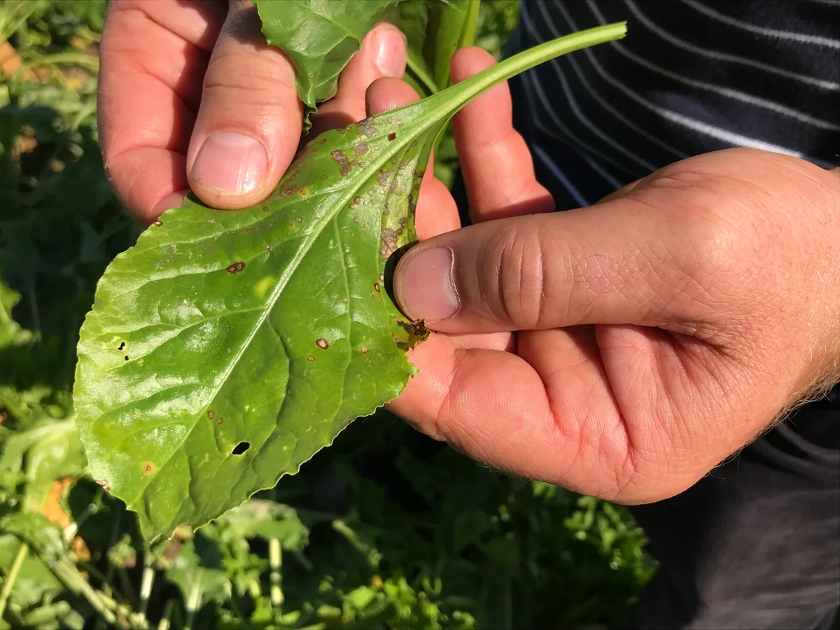 Die Cercospora-Blattfleckenkrankheit gilt als wichtigste Pilzkrankheit in den Zuckerrüben. Sie ist an den 2 bis 3 mm kleinen runden, hellgrauen Flecken mit rotbraunem Rand erkennbar. (Bild BauZ)