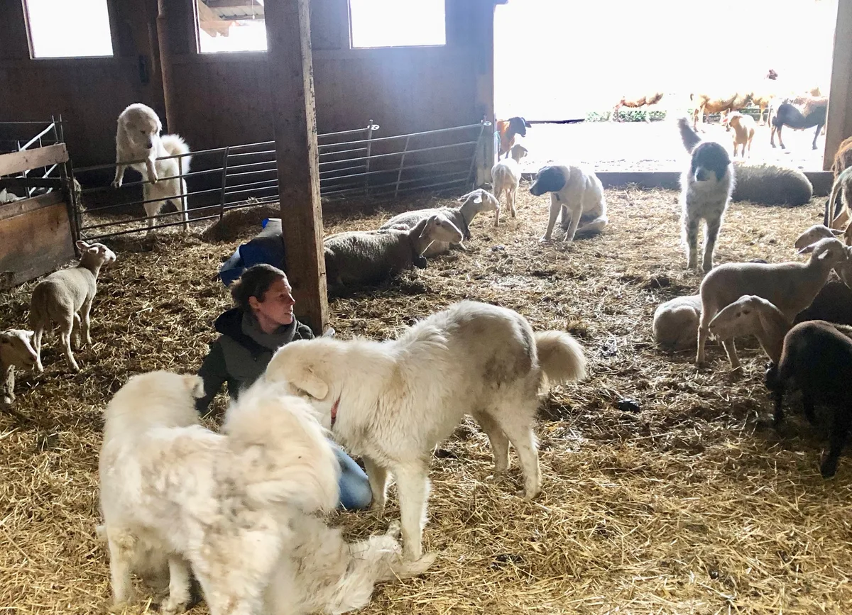 sabrina_otto_herdenschutzhunde Herdenschutzhunde sind auch im Winter immer bei der Herde