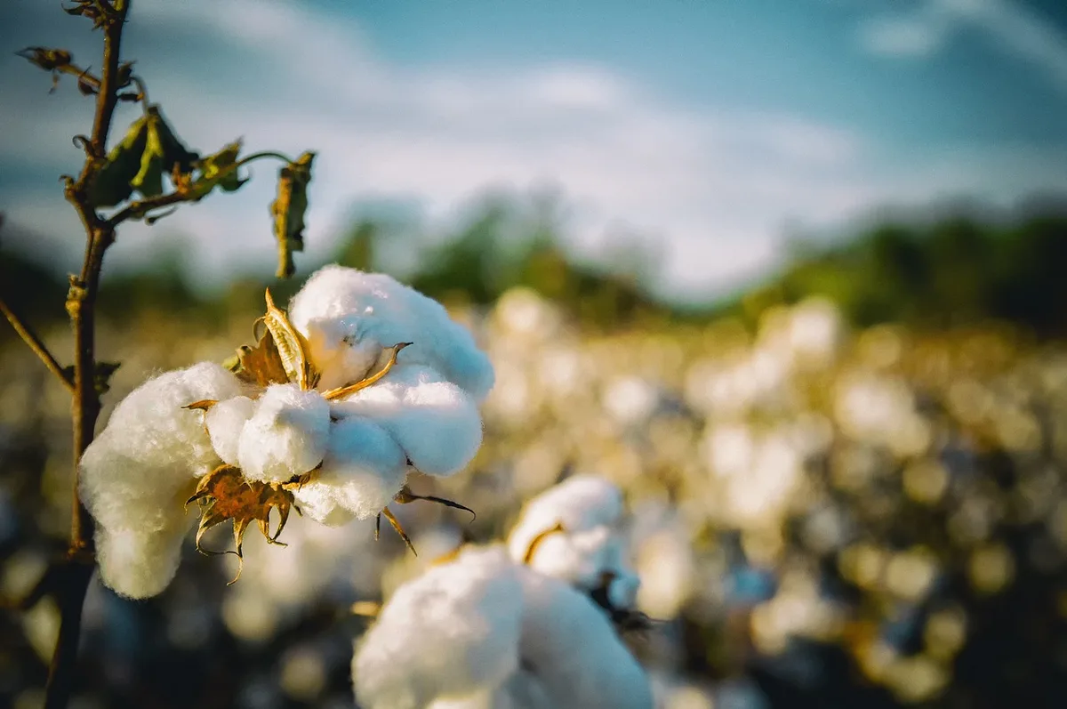 11b8d548e6c1e6ccbb21fe38c99cff7bf3d311b6 Das Herbizid Dicamba kommt bei Baumwolle zum Einsatz: Hier ein Feld im US-Bundesstaat Alabama. (Bild Pixabay)