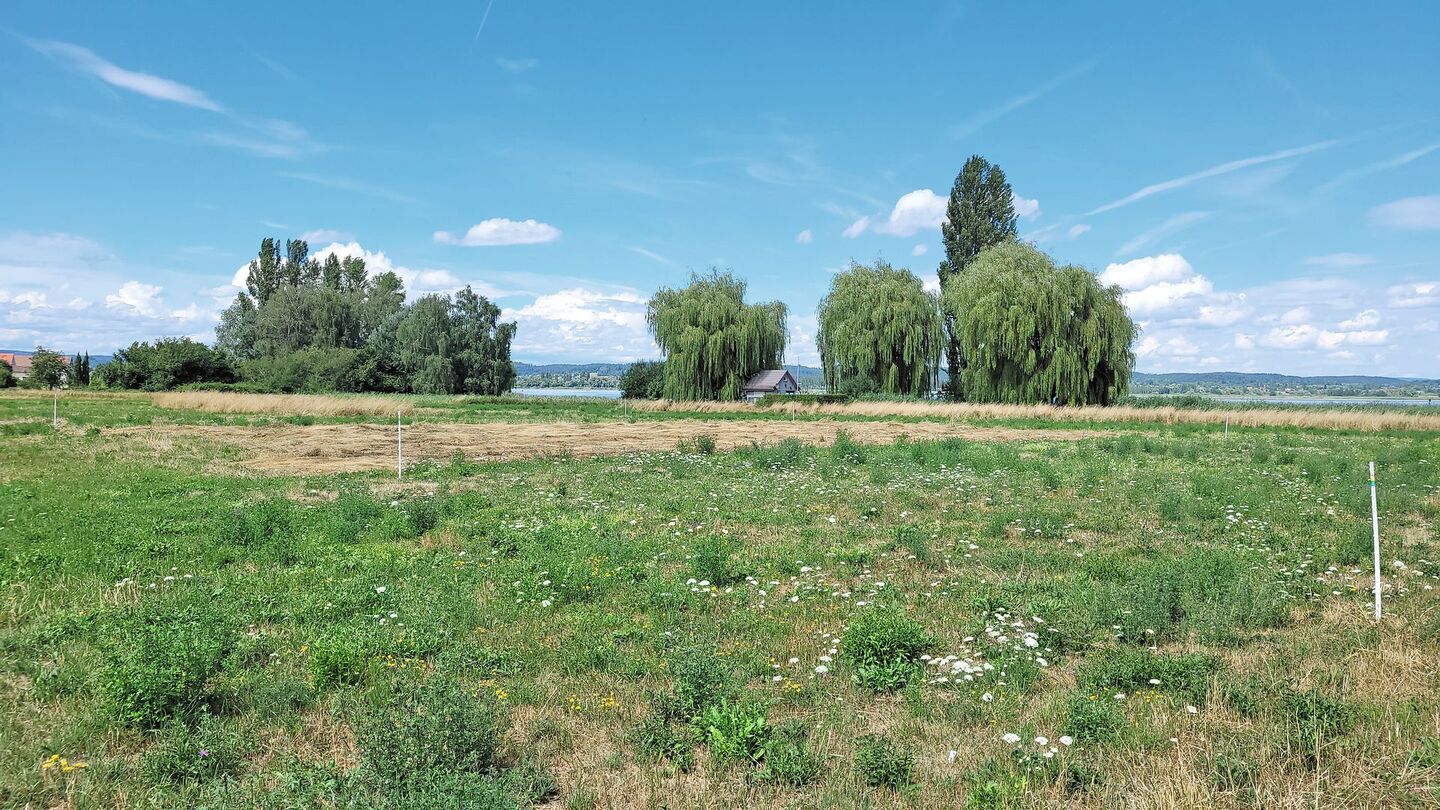 Versuchsstandort Ermatingen: Rechts wurde früh geschnitten (Fokusart: Fromental), links spät (Wiesen-Flockenblume).