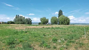 Versuchsstandort Ermatingen: Rechts wurde früh geschnitten (Fokusart: Fromental), links spät (Wiesen-Flockenblume).