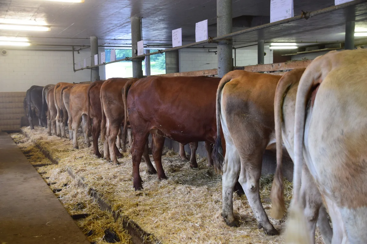 Mutterkuh: Veal und Beef sind dringend gesucht