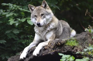 Fünf Schafe fielen am Freitag im Kanton Bern dem Wolf zum Opfer. (Bild Pixabay)