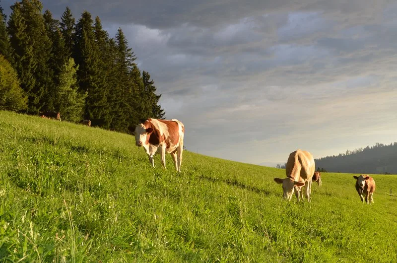 b2dd390f185dfa4c011bbf1f32b06e70fe645978 Laut den «Wetterschmöckern» soll es auch dieses Jahr einen heissen und trockenen Sommer geben.. (Bild BauZ)