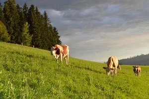 Laut den «Wetterschmöckern» soll es auch dieses Jahr einen heissen und trockenen Sommer geben.. (Bild BauZ)