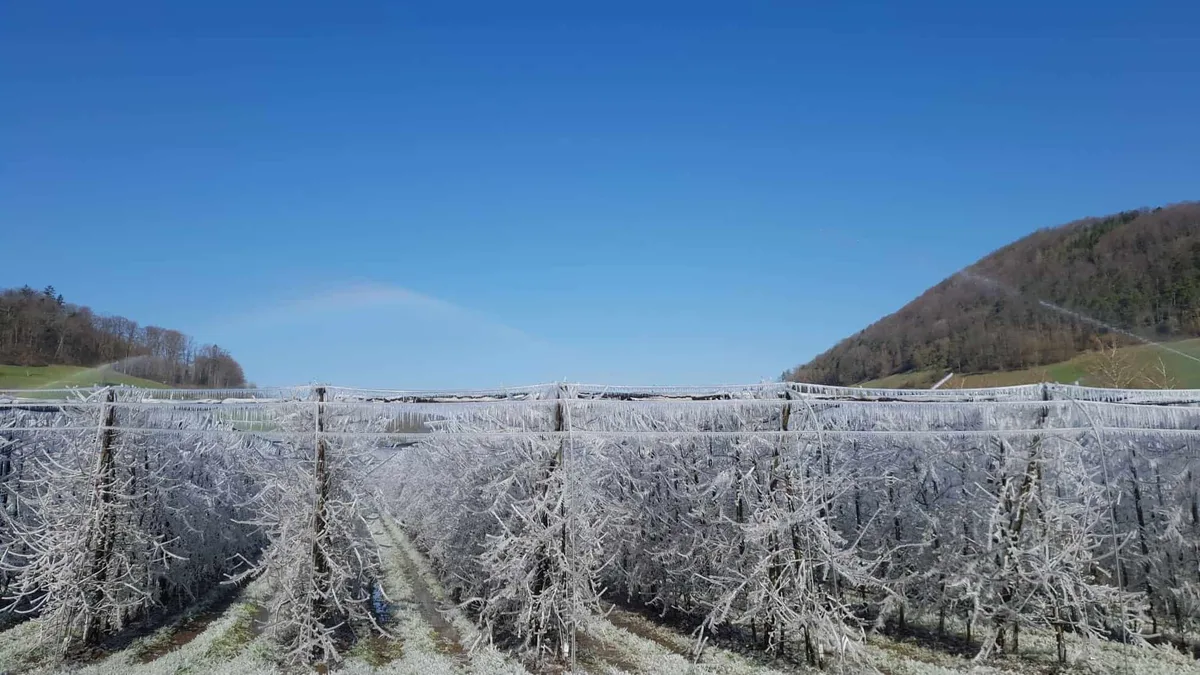 bd6d6756c4b276f6b7c6c886c91a96079488626b Dieser Aargauer Obstbetrieb hat sich mit Überkronenberegnung gegen Frostschäden eingerichtet. (Bild Daniel Schnegg, LZ Liebegg)