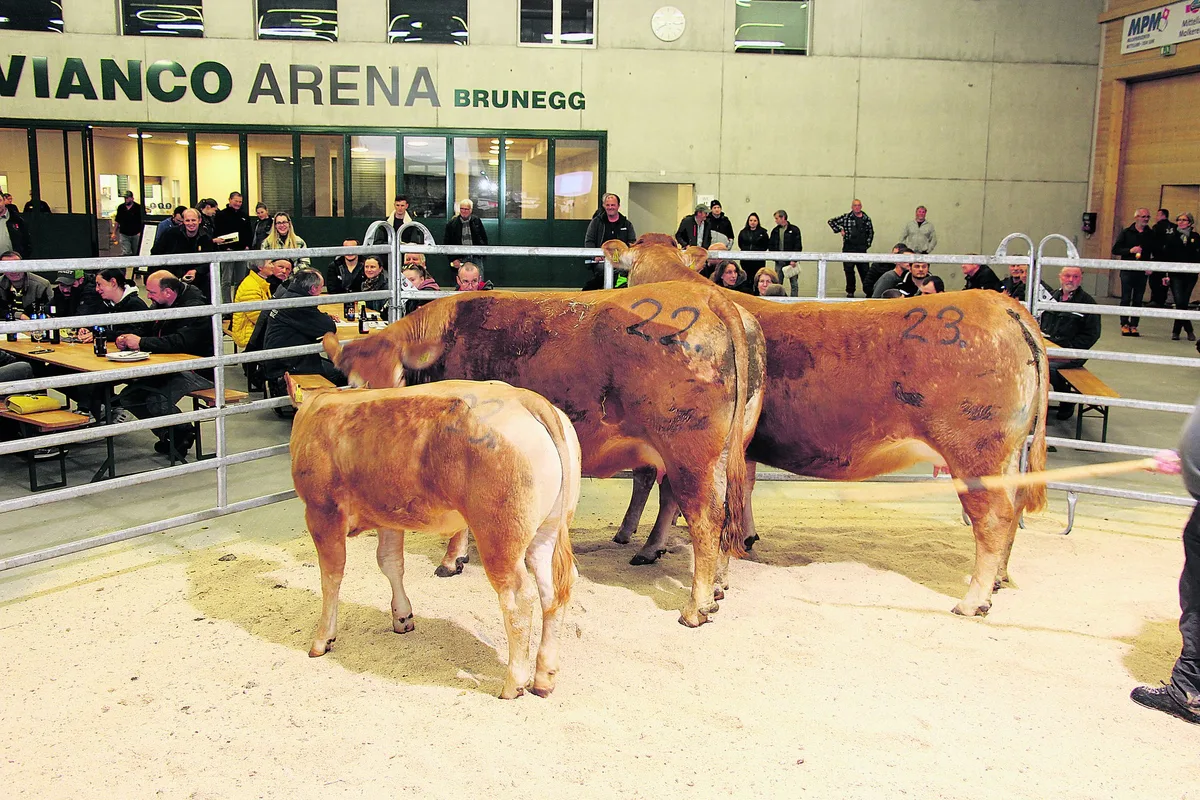 BZ-MRKT1-13-Artikel Mutterkühe verkaufen sich in Brunegg gut