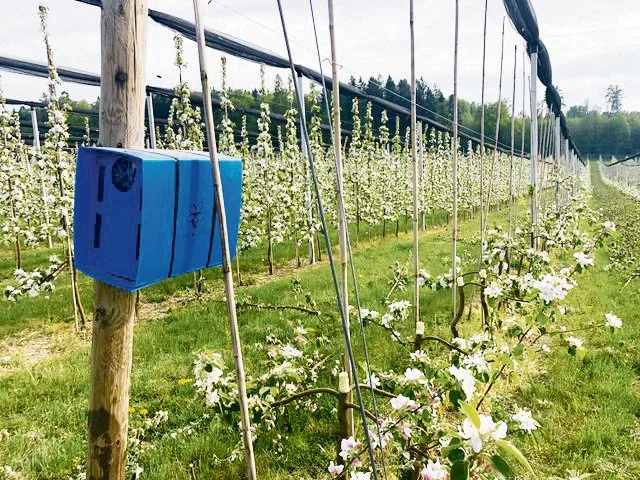 4e9e2301c154507072e3471f76ef45a8e2d1cb10 Die «Osmipro»-Nisteinheit von «Pollinature» sollte im Frühjahr an einem sonnenexponierten, vor Wind und Pflanzenschutz geschützten Ort in der Obstanlage aufgestellt werden. Im Herbst schickt sie der Obstbauer zur Pflege der Mauerbienen zurück. (Bild «Pollinature»)