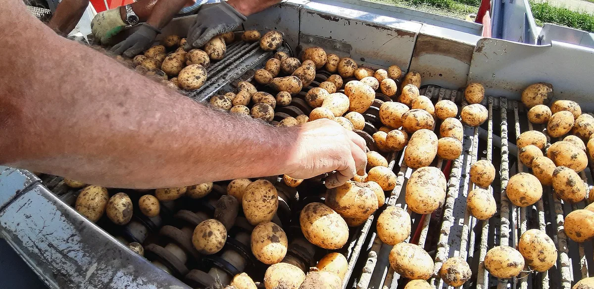 d1ea60cc10bfa1ab870dbacec94f517960238fab Die ersten Frühkartoffeln konnten im Seeland gegraben werden. Die Qualität ist mehrheitlich gut. (Bild Andrea Wyss)