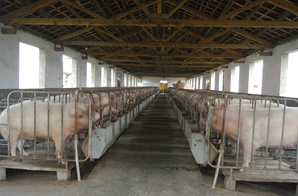Blick in einen chinesischen Schweinestall. (Bild topagrar)