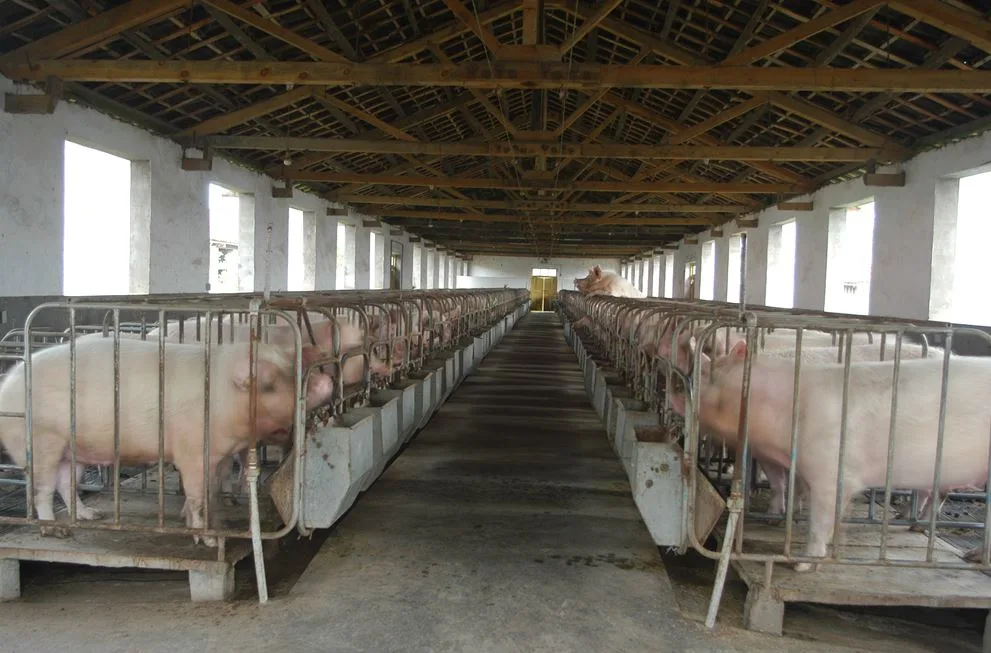 b0462efcdb74a5b9e0d1c63af60f4fc31948db9e Blick in einen chinesischen Schweinestall. (Bild topagrar)